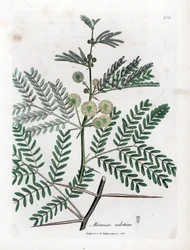 Rode gom - Arabische gomboom, Acacia nilotica. Handgekleurde kopergravure uit een botanische illustratie door James Sowerby uit William Woodville en Sir William Jackson Hooker
