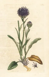 Rondkoppige rapunzel, Phyteuma orbiculare. Handgekleurde kopergravure naar een illustratie door James Sowerby uit James Smith