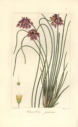 Rietlelie, Sowerbaea juncea, inheems in Australië. Genoemd naar de botanische kunstenaar James Sowerby