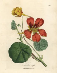 Scharlaken en geelbloemige grote Indische kers, Tropaeolum majus