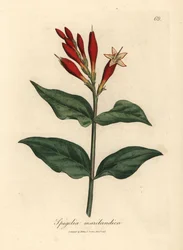 Scharlakenbloemige Indische pink, Spigelia marilandica