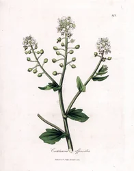 Scheurbuikgras, Cochlearia officinalis. Handgekleurde kopergravure uit een botanische illustratie door James Sowerby uit William Woodville en Sir William Jackson Hooker