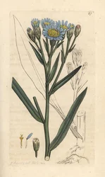 Zeeaster, Tripolium pannonicum subsp. tripolium. Handgekleurde kopergravure naar een illustratie door James Sowerby uit James Smith