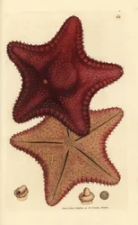 Zeester, Hippasteria phrygiana