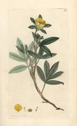 Struikganzerik, Dasiphora fruticosa. Illustratie van James Sowerby uit James Smith