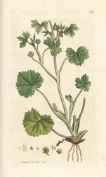 Kleinbloemige boterbloem, Ranunculus parviflorus