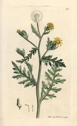 Stinkende of kleverige kruiskruid, Senecio viscosus (viskeuze senecon) Handgekleurde kopergravure naar een illustratie door James Sowerby uit James Smith