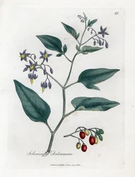 Zoete bitter of zoete bittere nachtschade - Houtige nachtschade, Solanum dulcamara. Handgekleurde kopergravure uit een botanische illustratie door James Sowerby uit William Woodville en Sir William Jackson Hooker