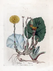 Klein hoefblad, Tussilago farfara. Illustratie van James Sowerby uit William Woodville en Sir William Jackson Hooker