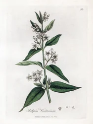 Zijdeplant, Asclepias vincetoxicum. Illustratie van James Sowerby uit William Woodville en Sir William Jackson Hooker
