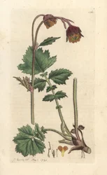 Knikkend nagelkruid, Geum rivale