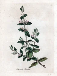 Water germandree - Water germander, Teucrium scordium. Handgekleurde kopergravure uit een botanische illustratie door James Sowerby uit William Woodville en Sir William Jackson Hooker