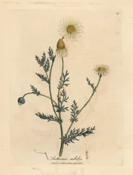 Witte en gele kamillebloem, Anthemis nobilis