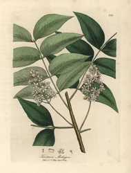 Wit bloeiende mahoniebomen, Swietenia mahogani