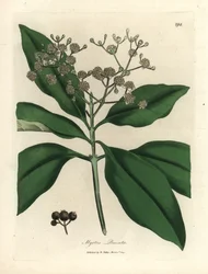 Witte bloeiende pimentboom, Myrtus pimenta