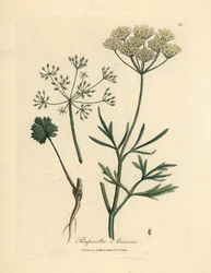 Witbloemige anijs, Pimpinella anisum
