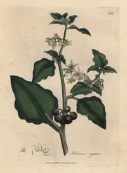 Witbloemige, zwarte bes, tuinnachtschade, Solanum nigrum