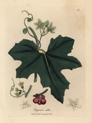 Witte bryonie, Bryonia alba