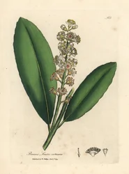 Witbloeiende laurierkers