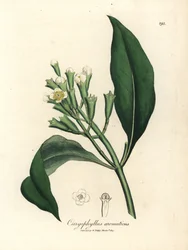 Witte bloeiende kruidnagelboom, Caryophyllus aromaticus