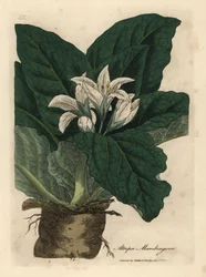 Witbloemige alruin, Atropa mandragora
