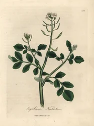 Witbloeiende waterkers, Sisymbrium nasturtium