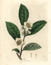 Witte bloemen en groene theebladeren, Thea bohea, Camellia sinensis