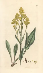 Wede, Isatis tinctoria (Pastel des ververijen of guede) Handgekleurde kopergravure naar een illustratie van James Sowerby uit James Smith