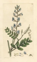 Boswikke, Vicia sylvatica. Handgekleurde kopergravure naar een illustratie door James Sowerby uit James Smith