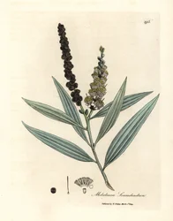 Gele bloeiende cajeputboom, Melaleuca leucadendron