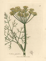 Geel bloeiende dille, Anethum graveolens