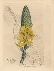 Geelbloemige grote breedbladige toorts, Verbascum thapsus