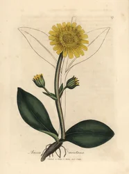 Gele bloemige bergarnica, Arnica montana