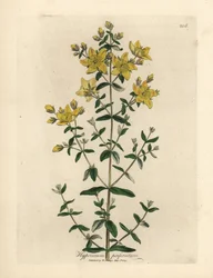 Gele bloeiende geperforeerde Sint-Janskruid, Hypericum perforatum