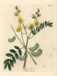 Geelbloeiende senna of Egyptische cassia met zaaddozen, Cassia senna