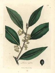 Gele bloeiende laurier, Laurus nobilis