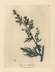 Gele alsem, Artemisia absinthium