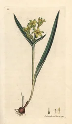 Gele ster van Bethlehem, Gagea lutea (Ornithogalum luteum) (gele gagee) Handgekleurde kopergravure naar een illustratie door James Sowerby uit James Smith