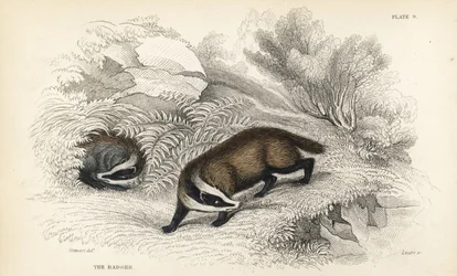 Europese das, Meles meles, handgekleurde staalgravure door Lizars naar een illustratie van James Stewart