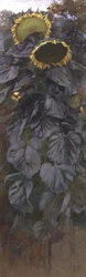 Zonnebloemen