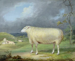 Een Border Leicester Ooi
