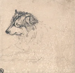 Poolhond, gezicht naar links
