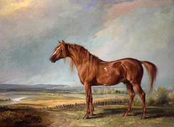 Kopenhagen, Wellingtons favoriete paard, in een landschap