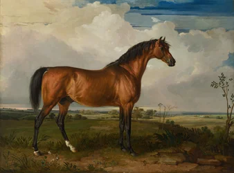 Eagle, een beroemde hengst