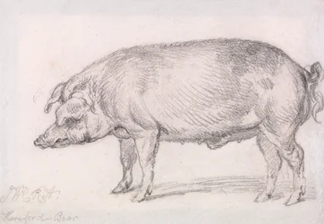 Hereford zwijn