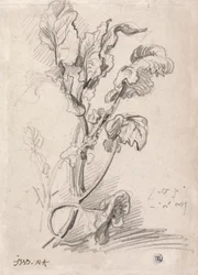 Plantenstudie