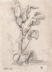 Studie van planten