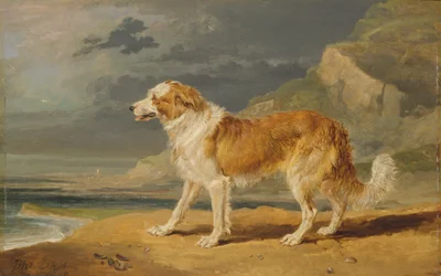 Ruwhaar Collie