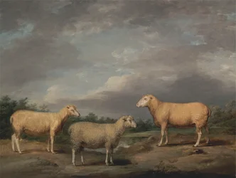 Ryelands Schapen, de Ram van de Koning, de Ooi van de Koning en het Wether van Lord Somerville