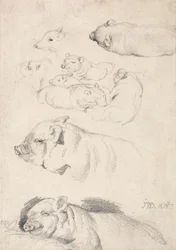 Studies van Varkens